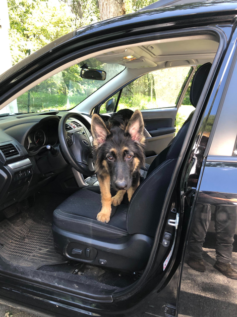 Illustration for article titled Uber's Making It Easier to Bring Your Pet for the Ride—and Don't You Dare Ruin This for Me